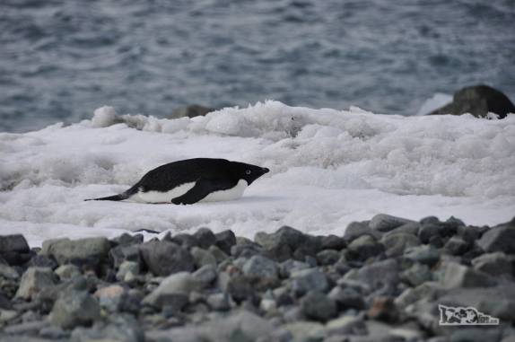 Pinguim Adelie se locomove deitado em Turret Point, em King George Island, na Antártida